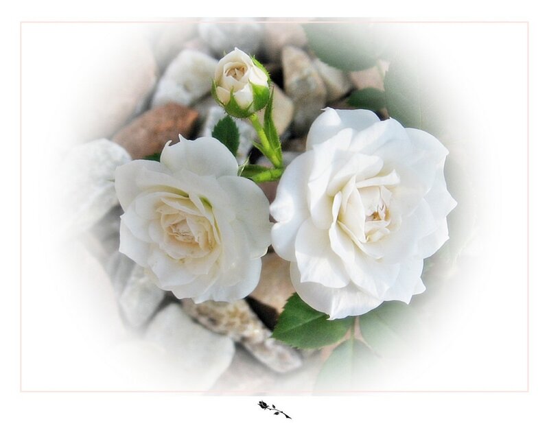 White roses on pebbles