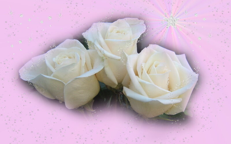 white roses on pink background