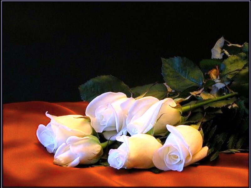 White Roses on Red Fabric