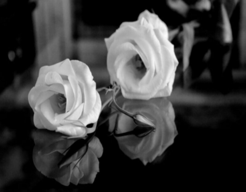 White Roses on Reflective Surface — Black
