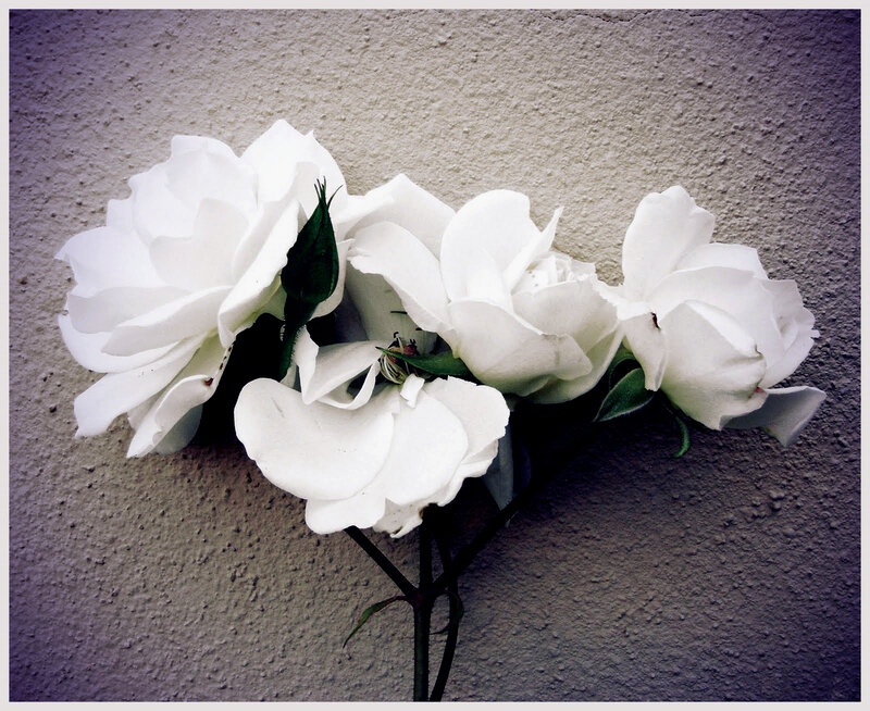 White Roses on Wall