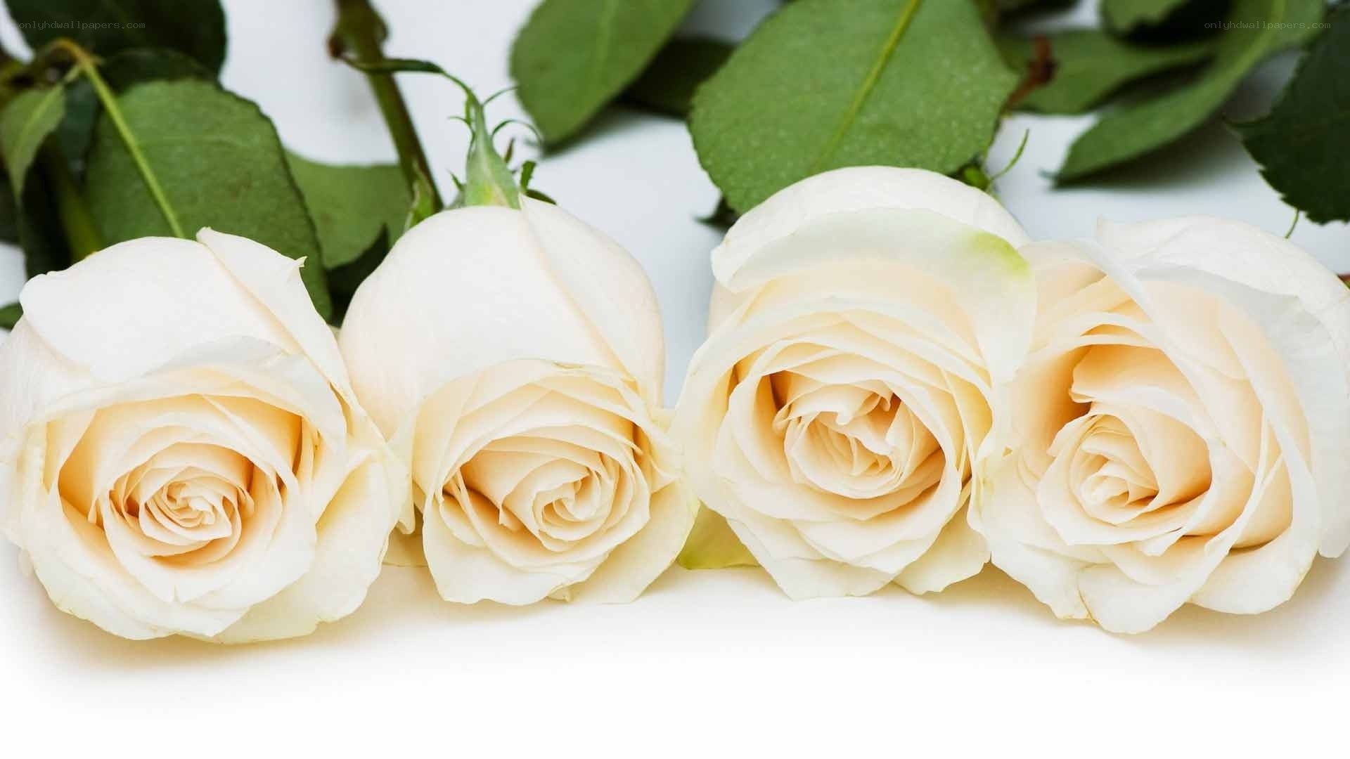 white roses on white background