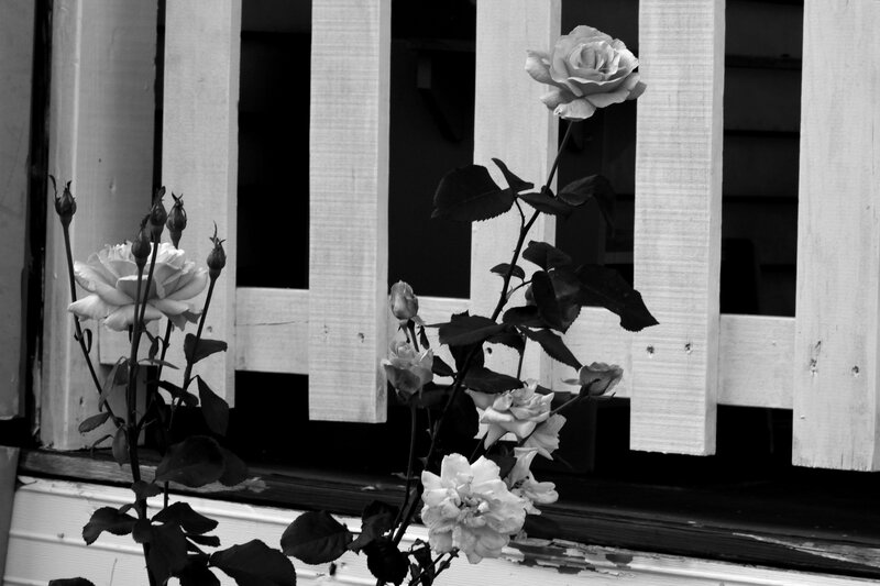White Roses on Window