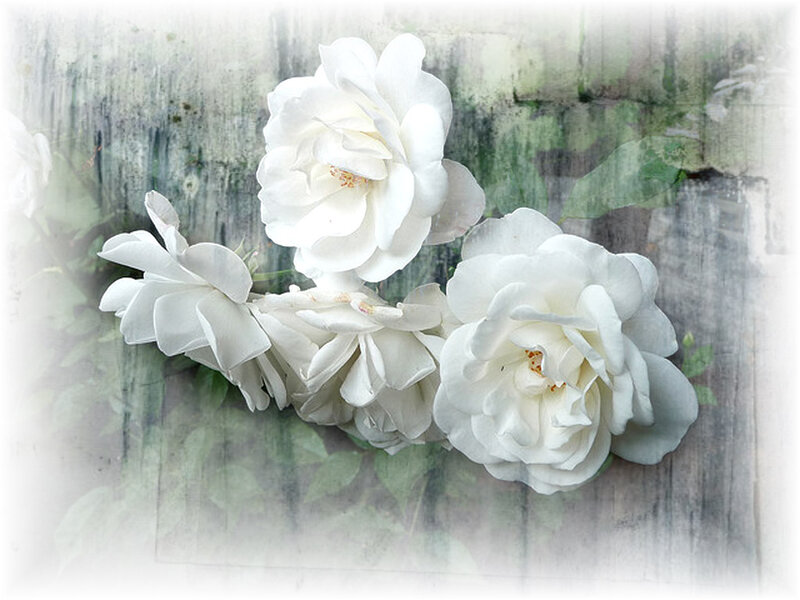 White Roses on Wood
