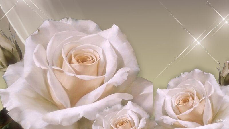 White Roses — Serene