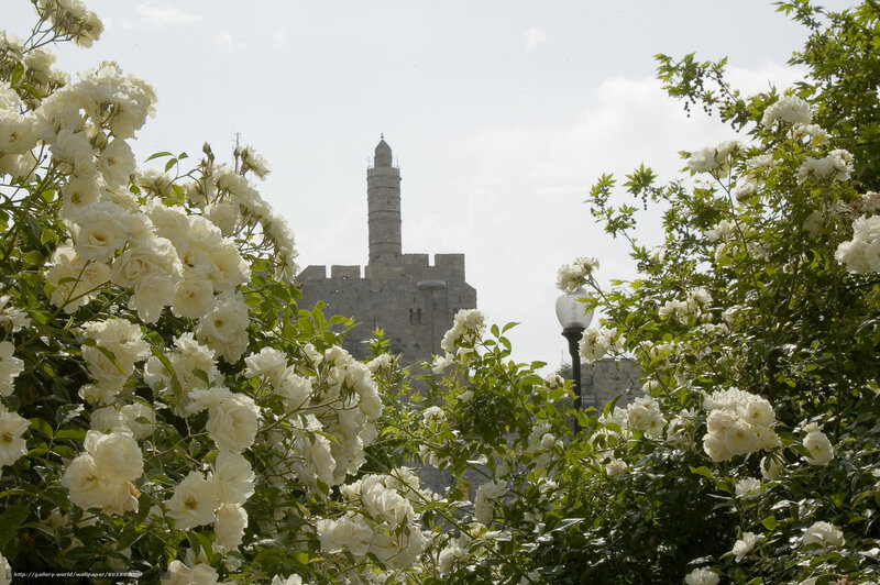 White roses with ancient tower