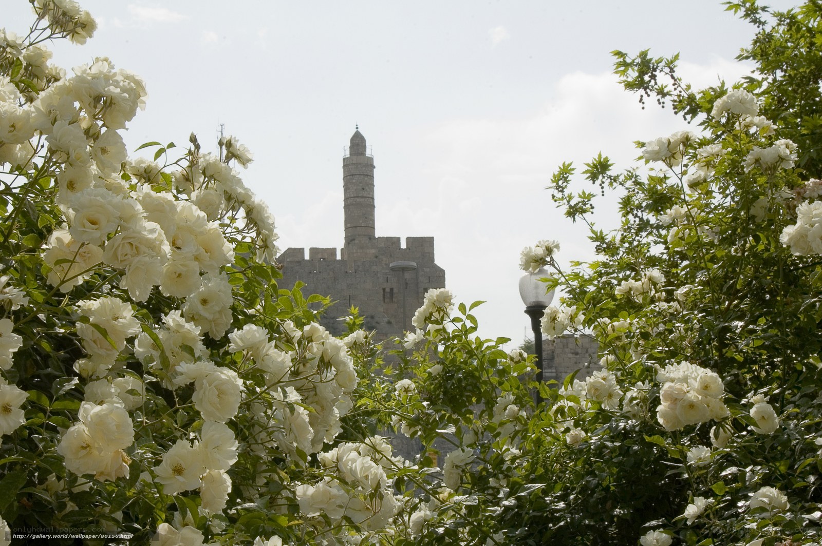White roses with ancient tower