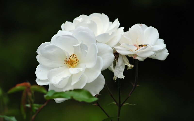 White Roses with Bee