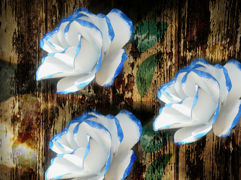 White Roses with Blue Edges