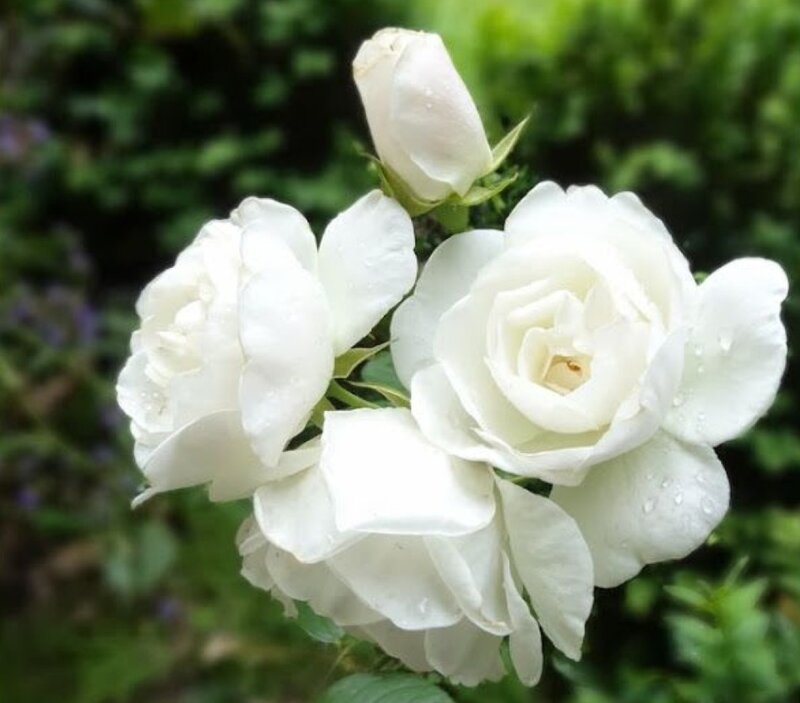 White Roses with Dew — Calm