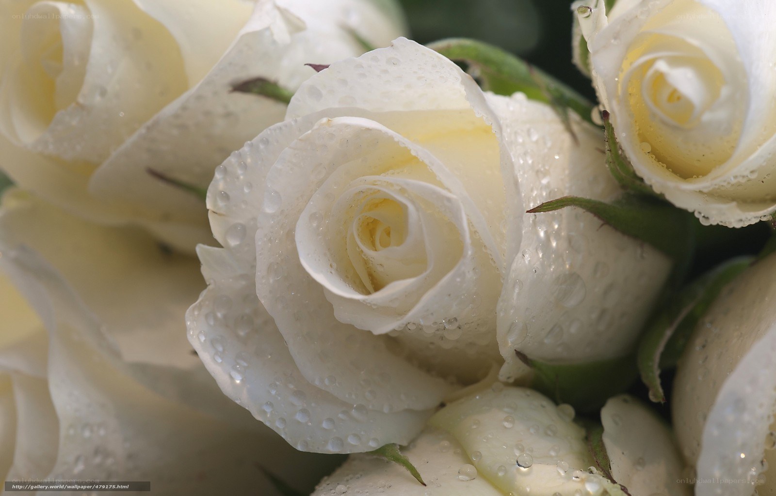 White roses with dew drops