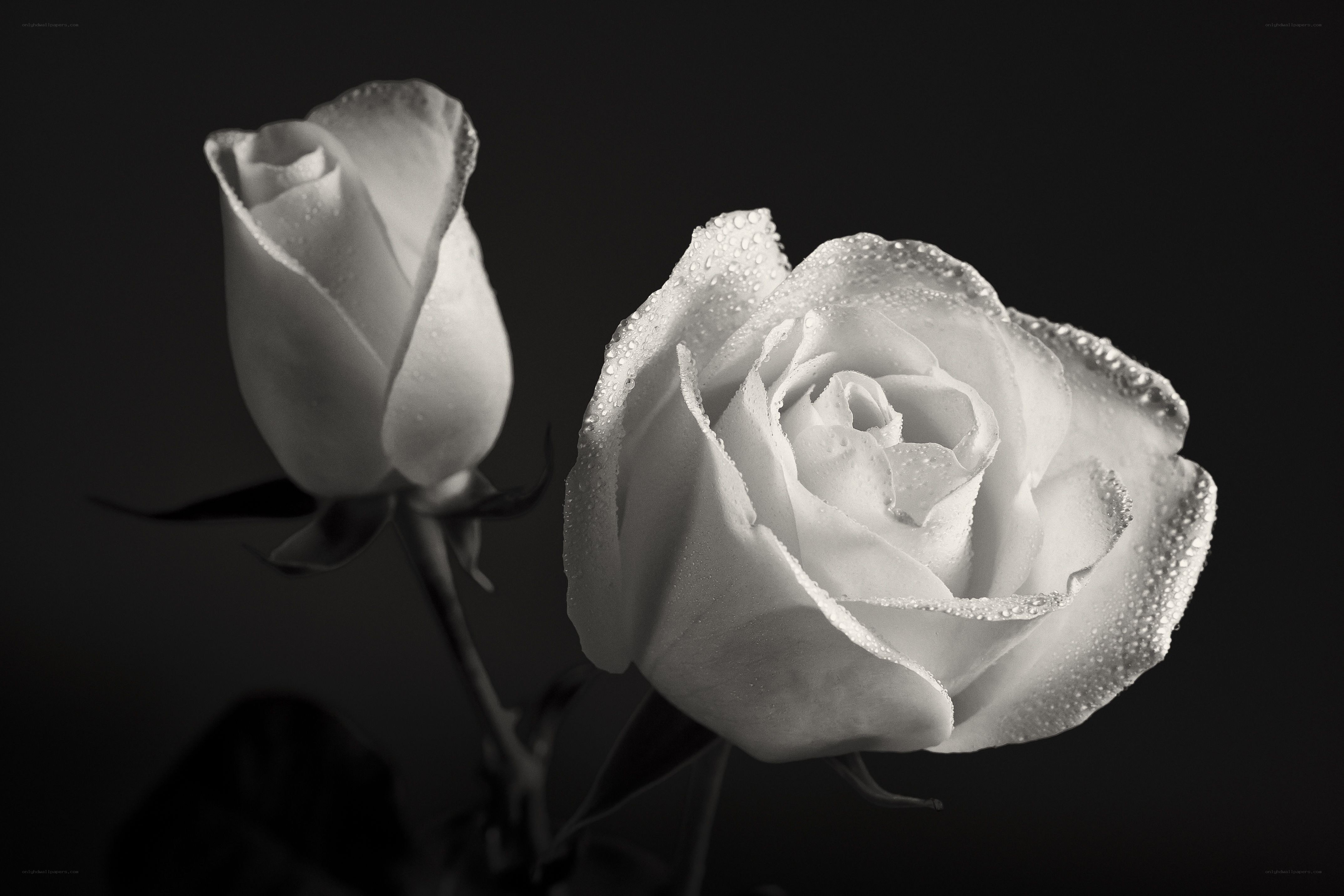 White roses with dew drops
