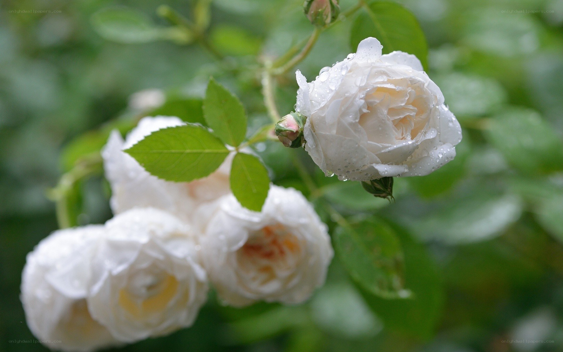 White roses with dew drops