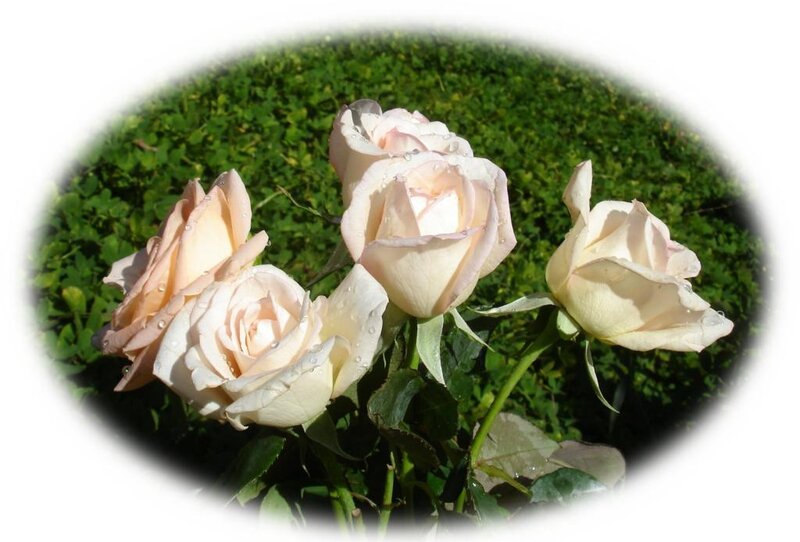 White roses with dew drops