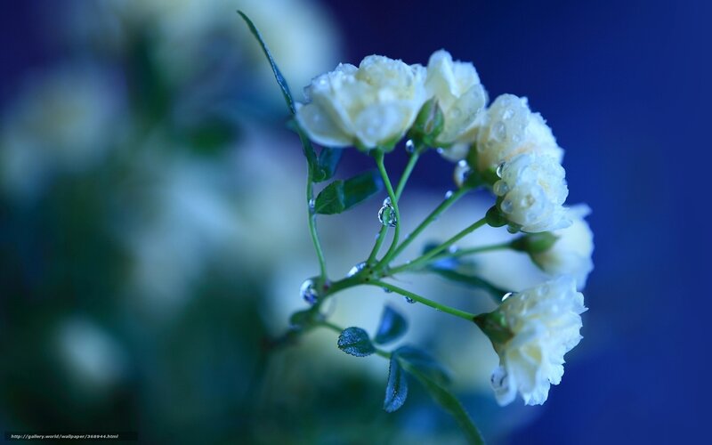 White roses with dew drops