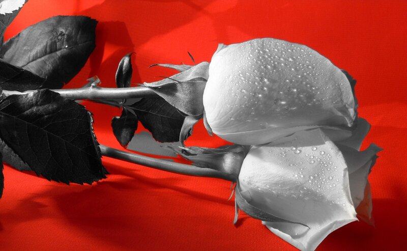 White Roses with Dew — Red