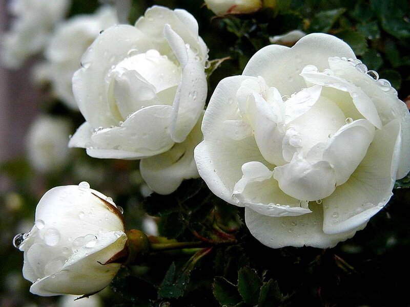 White Roses with Dew — Serene, Morning, Photograph