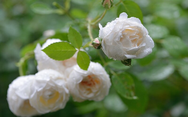 White Roses with Dew — Serene, Morning