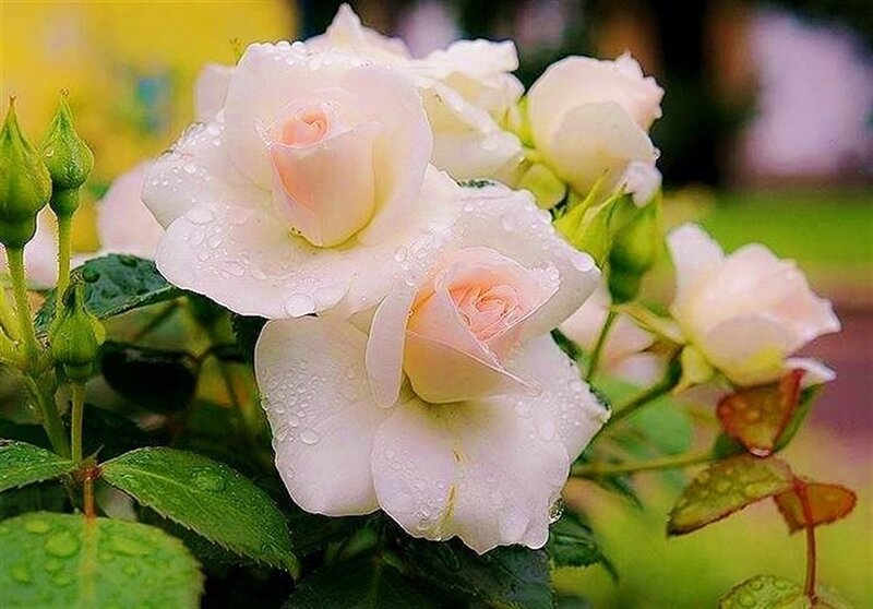 White Roses with Dew — Serene