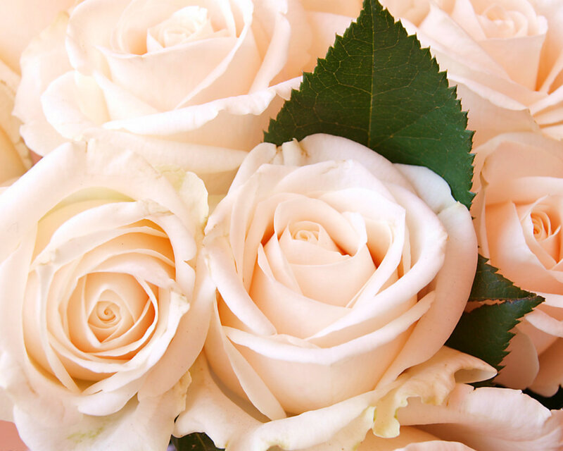 White Roses with Green Leaves — Calm