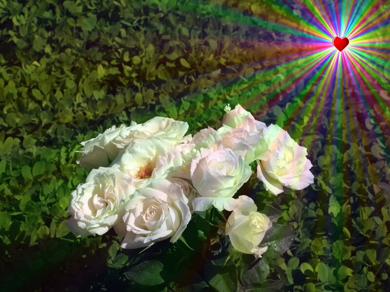 White roses with heart light