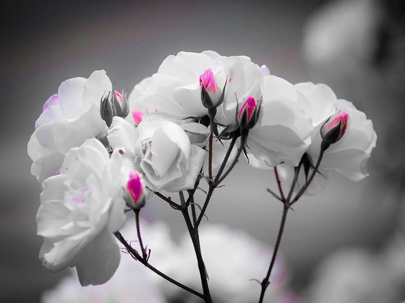 White Roses with Pink Buds