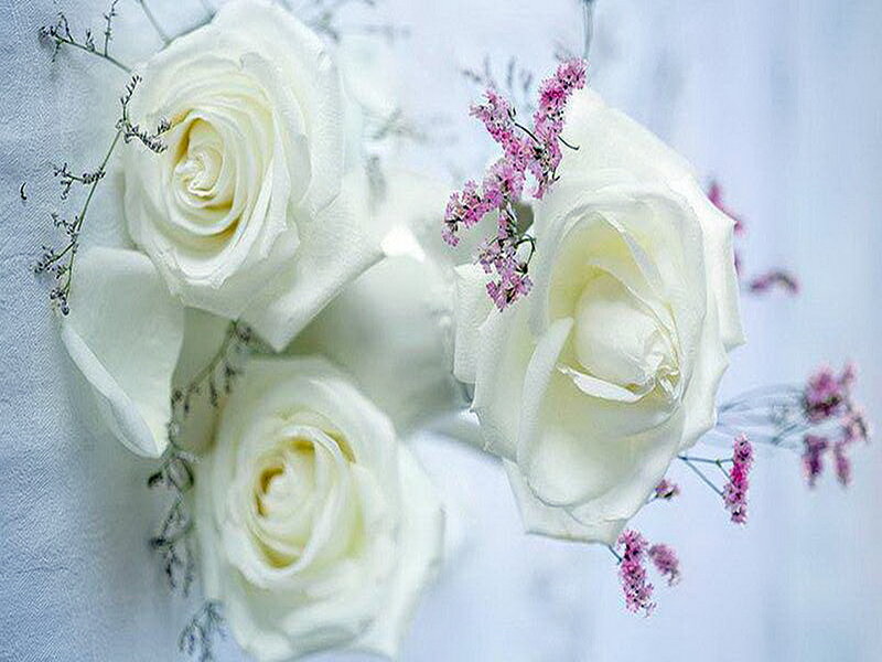 White Roses with Pink Flowers