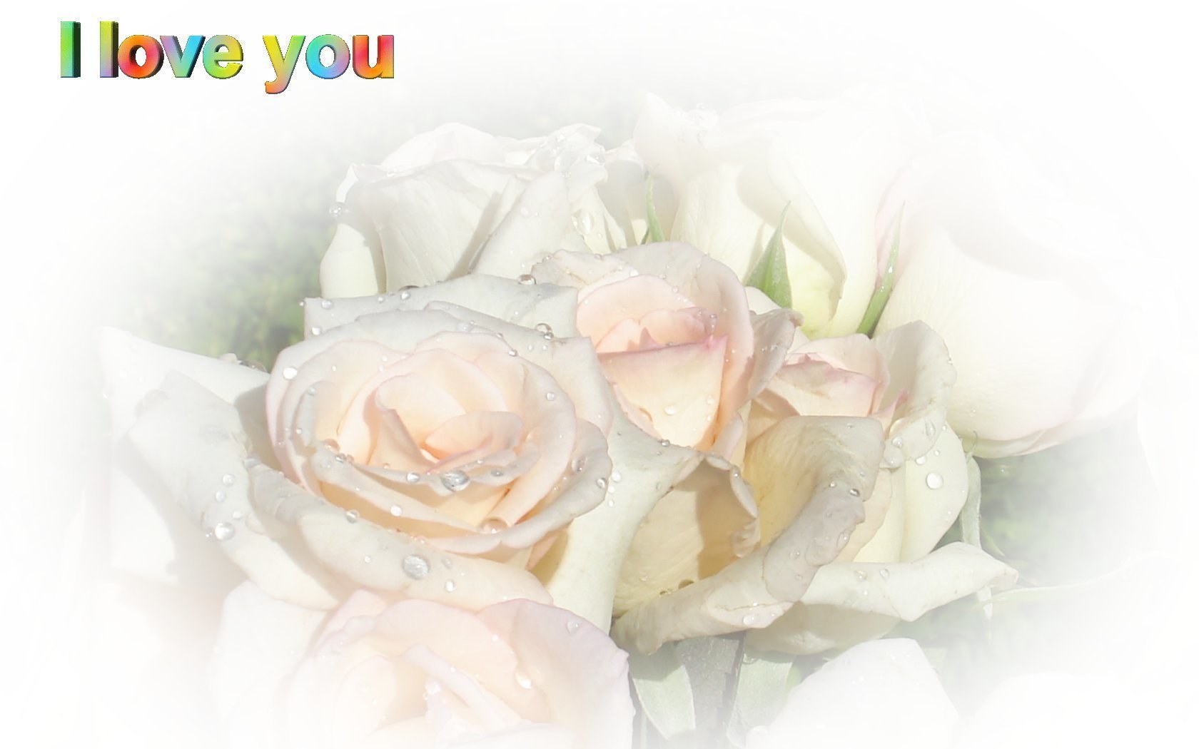 white roses with raindrops