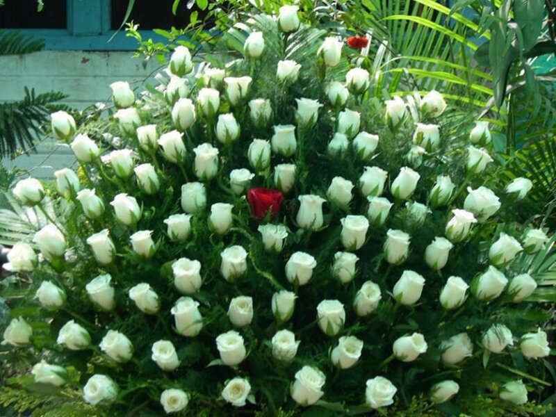 White Roses with Red Rose