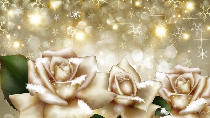 White Roses with Snow