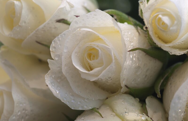 White roses with water droplets