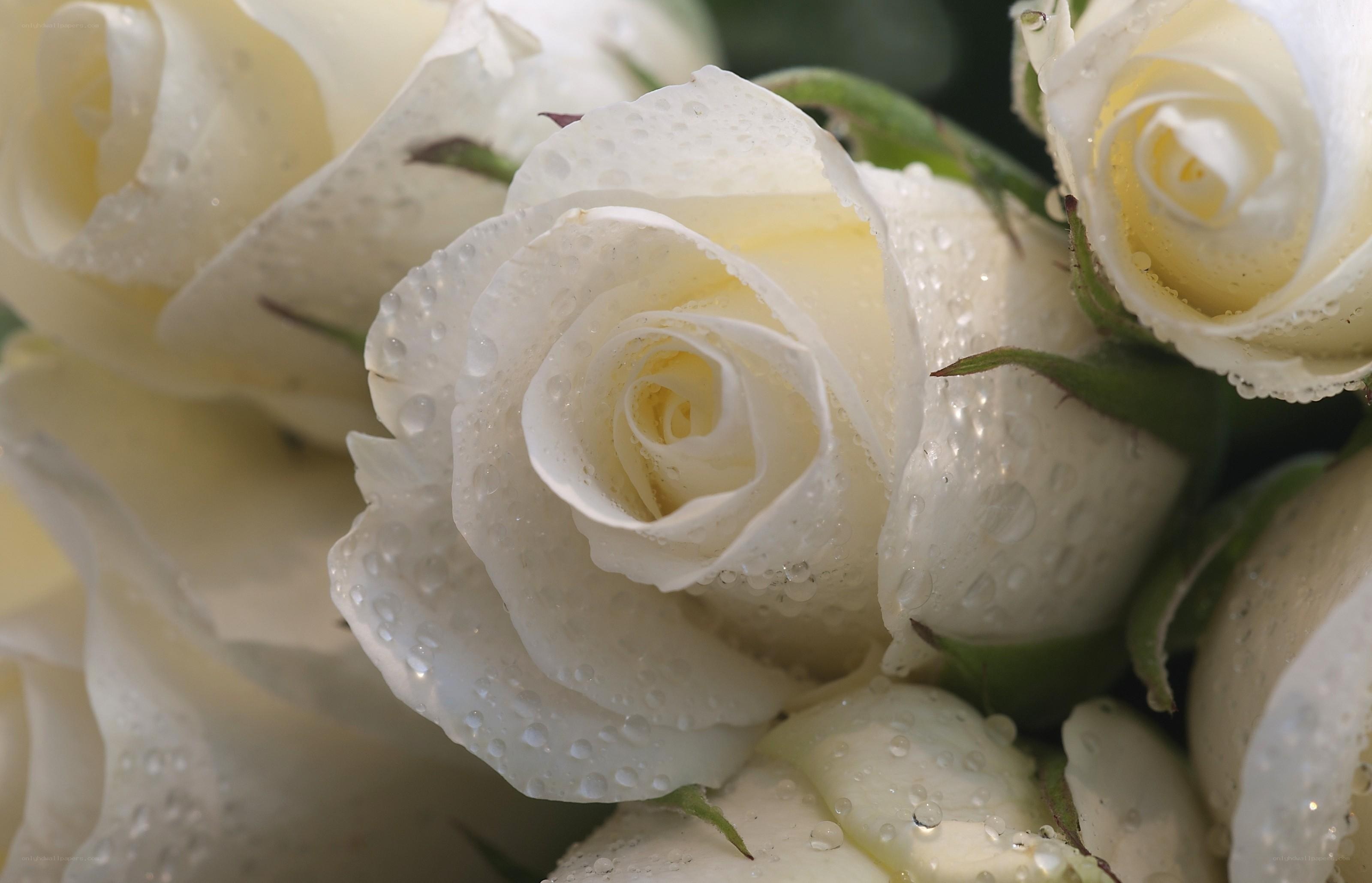 White roses with water droplets