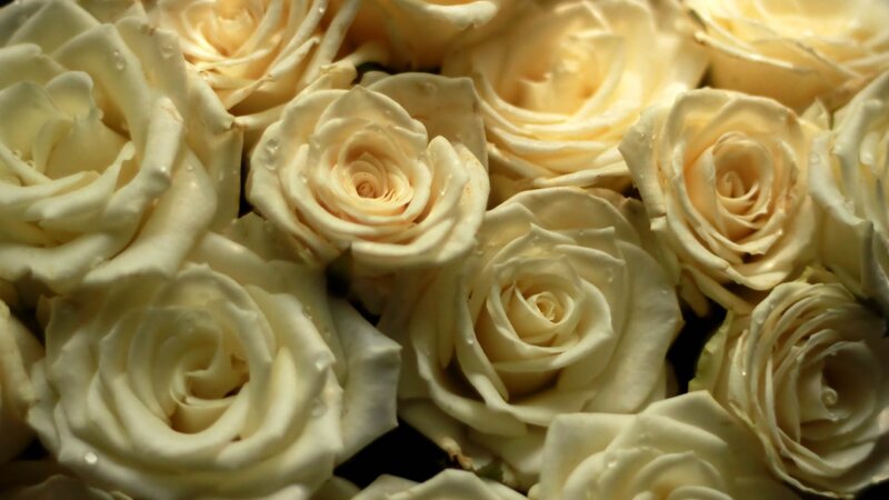 White roses with water droplets