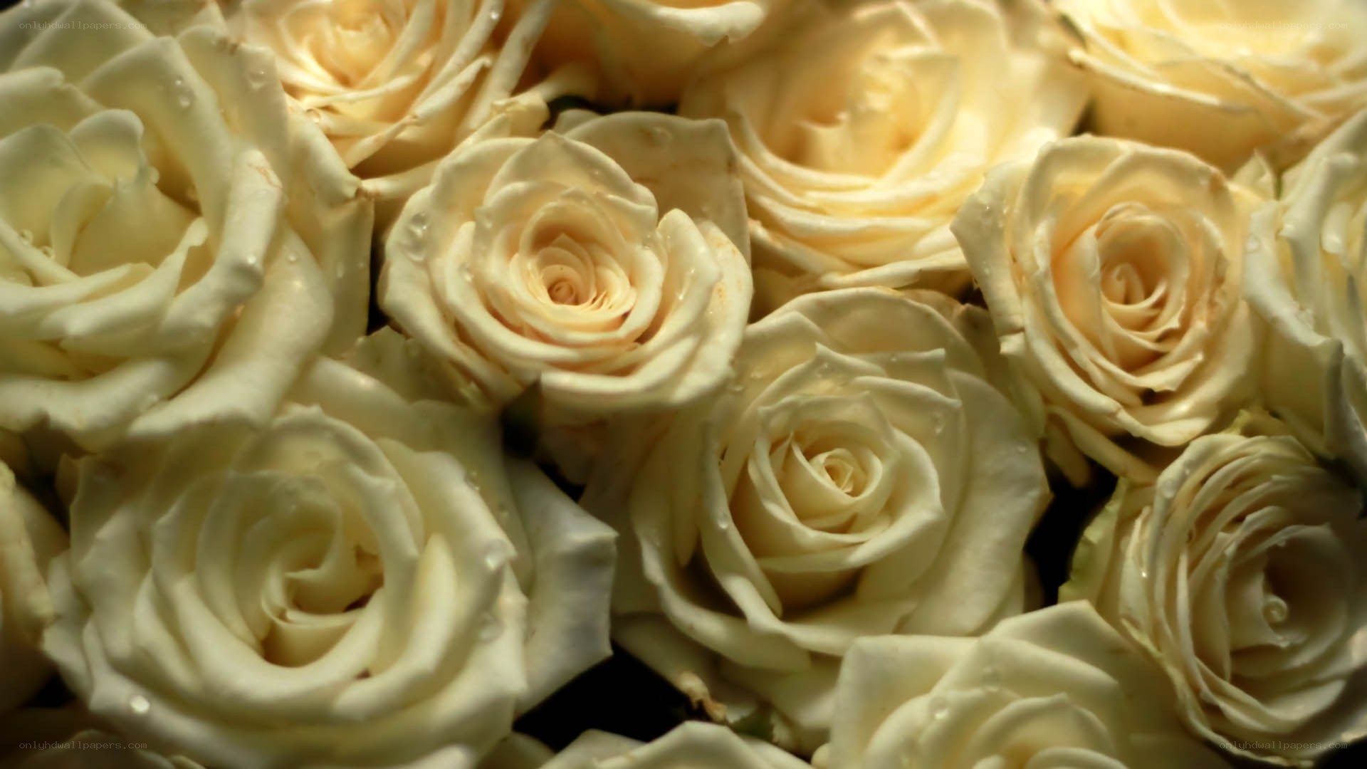White roses with water droplets