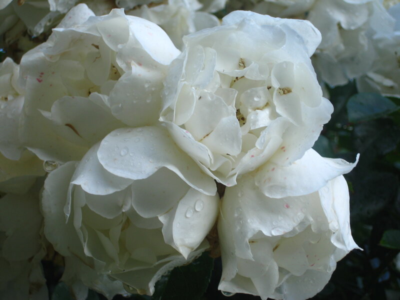 White roses with water droplets