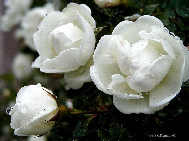 White roses with water droplets