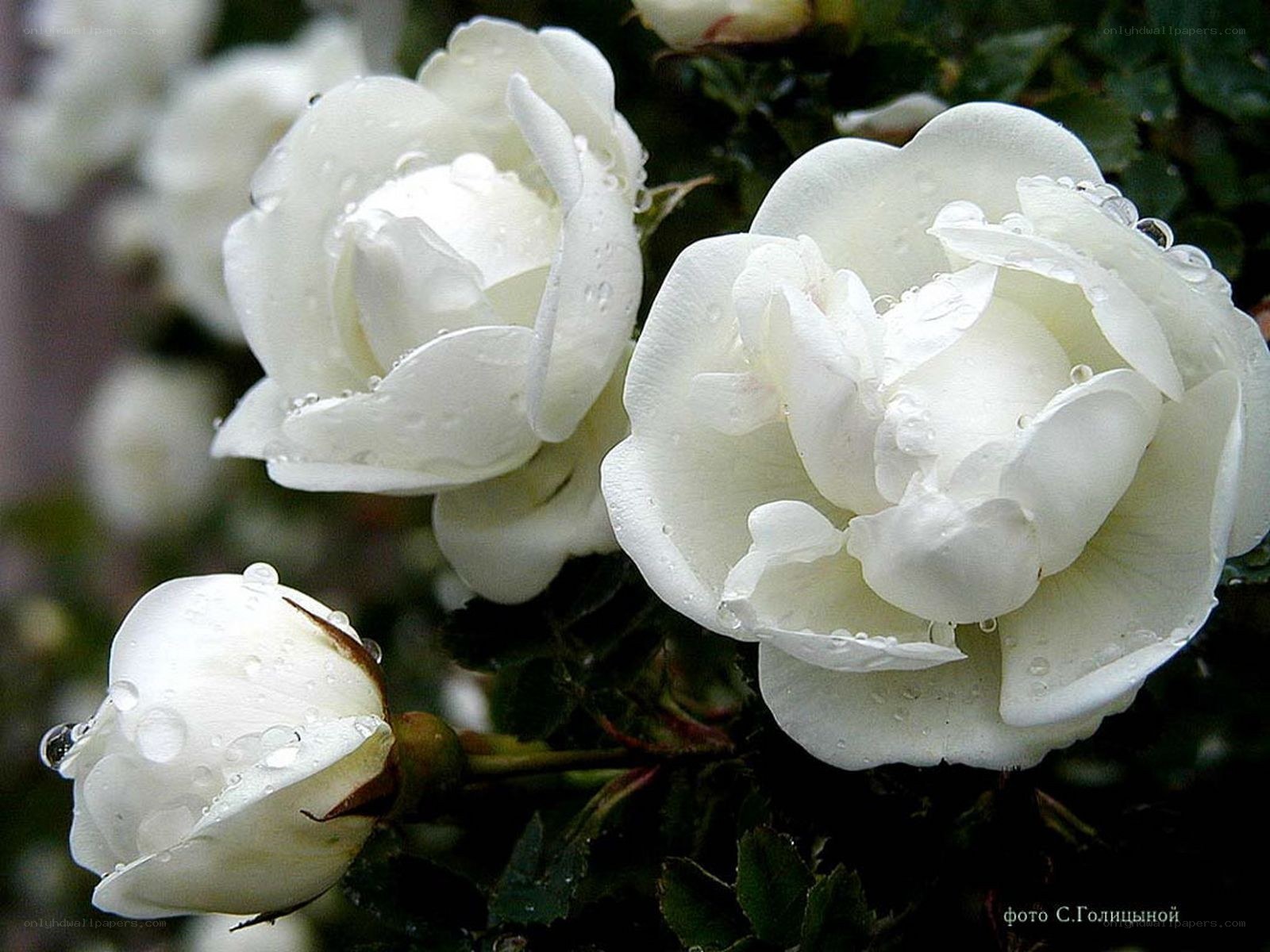 White roses with water droplets