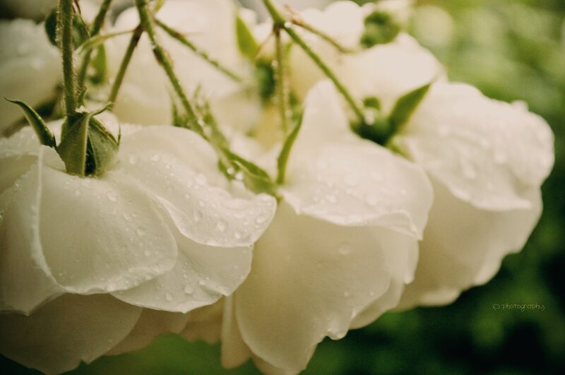 White roses with water droplets