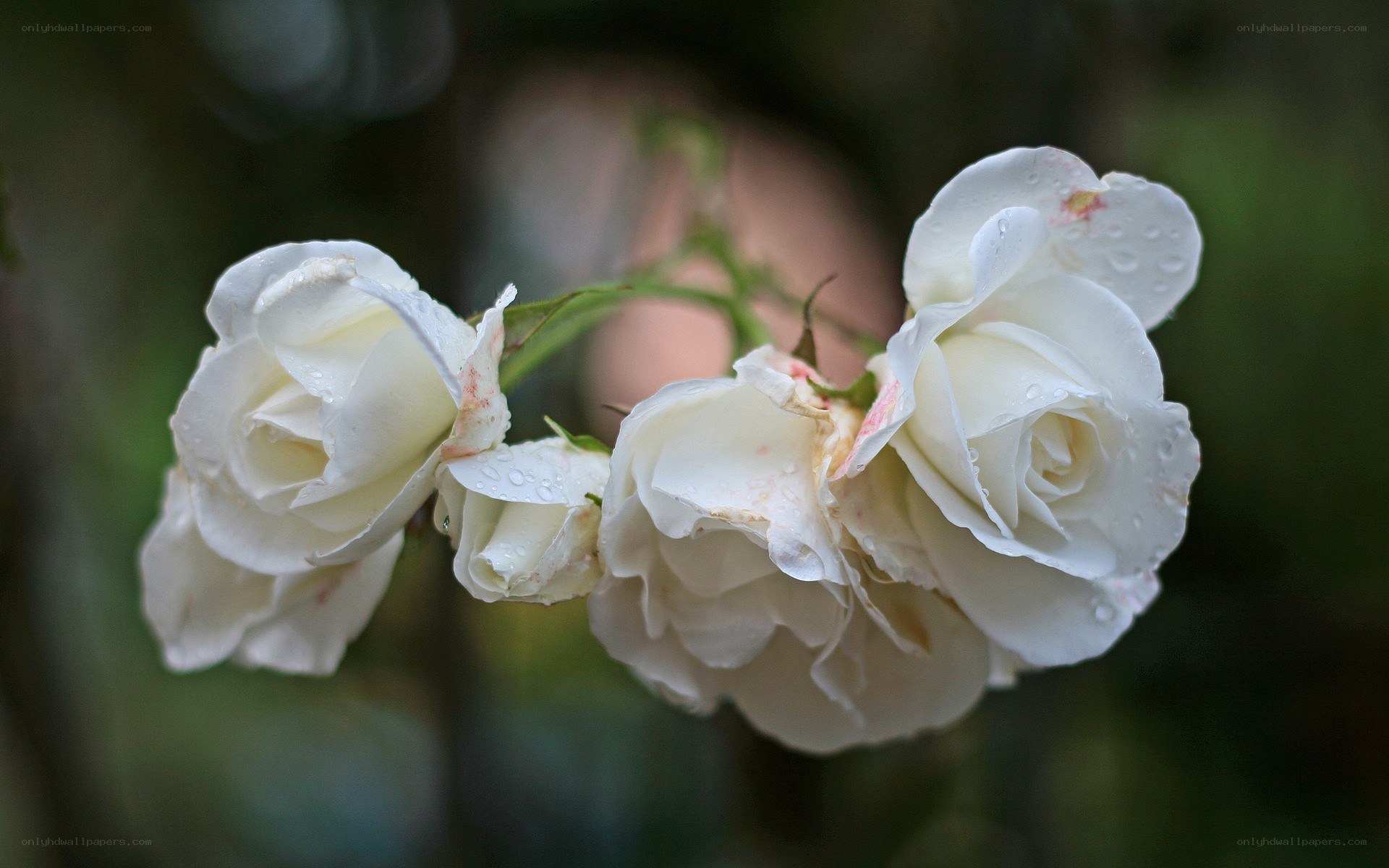 White roses with water droplets