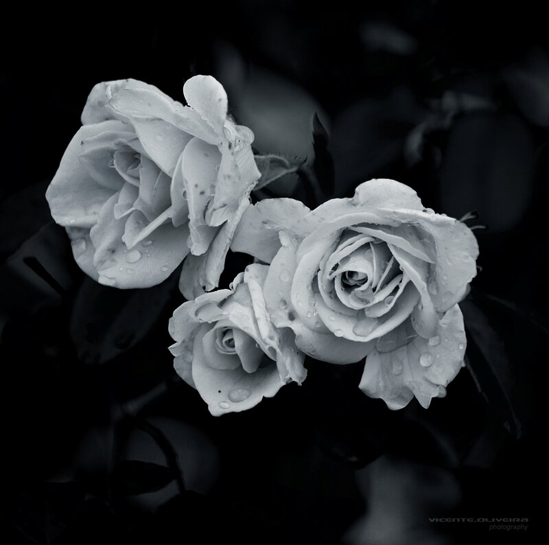 White Roses with Water Droplets — Black, Dramatic
