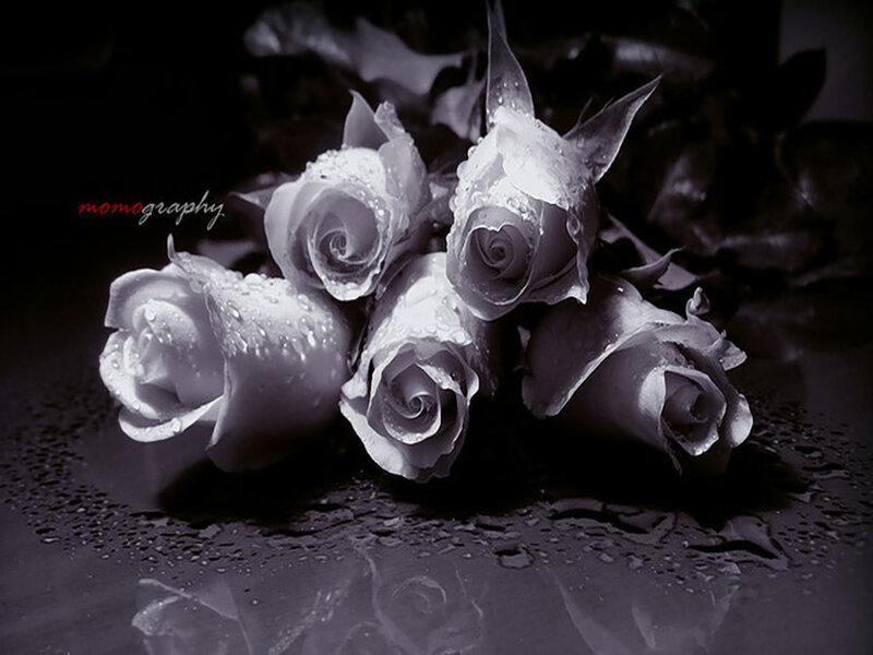 White Roses with Water Droplets — Black