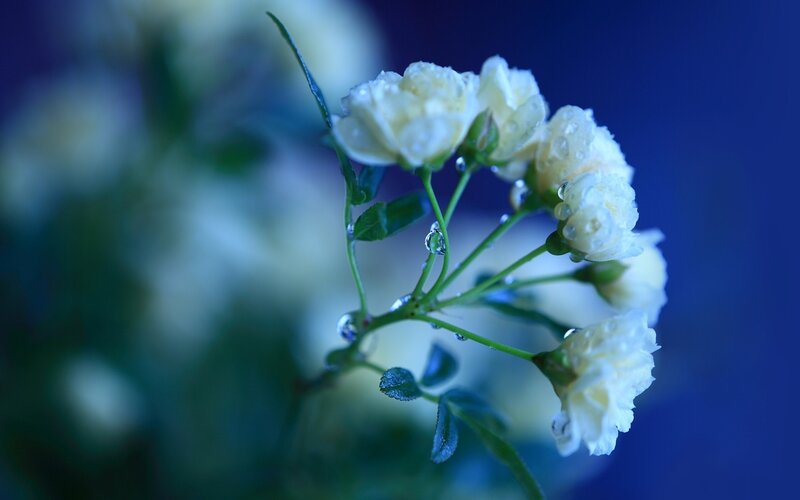 White Roses with Water Droplets — Blue, Serene