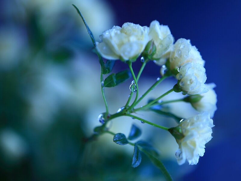 White Roses with Water Droplets — Blue
