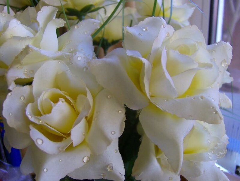 White Roses with Water Droplets — Calm, Photograph
