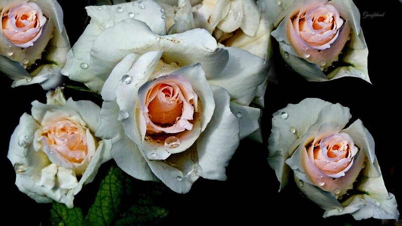 White Roses with Water Droplets — Dramatic, Photograph