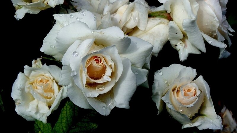 White Roses with Water Droplets — Dramatic, Photograph, Water Droplets