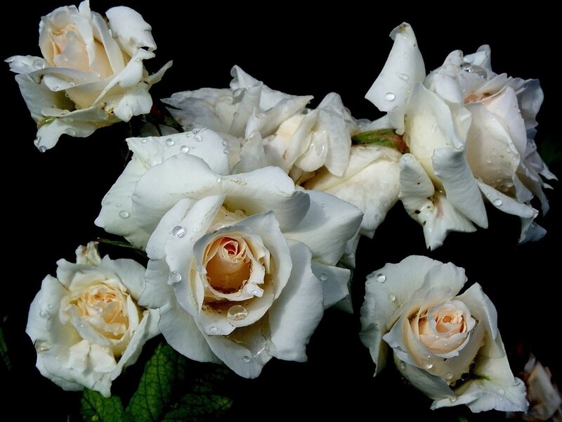 White Roses with Water Droplets — Dramatic