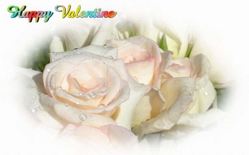 White Roses with Water Droplets — Romantic