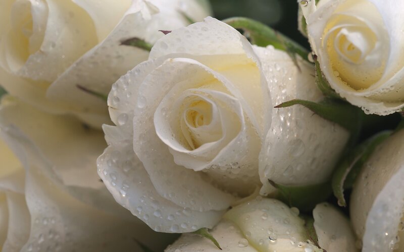 White Roses with Water Droplets — Serene, Photograph