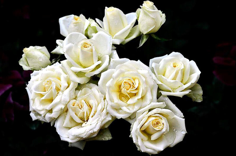 White Roses with Water Droplets — Serene, Photograph, Water Droplets, Dark Background